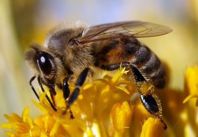 Honeybee pollinating