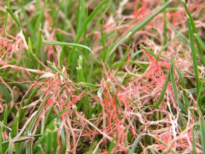 A close-up of active Red Thread on blades of grass. The pinkish color will give way to a straw-colored tan.